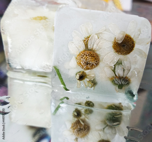 chamomile flowers frozen in an instant