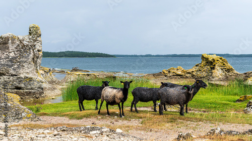 Sheep and rauks in Gotland, Sweden.  photo
