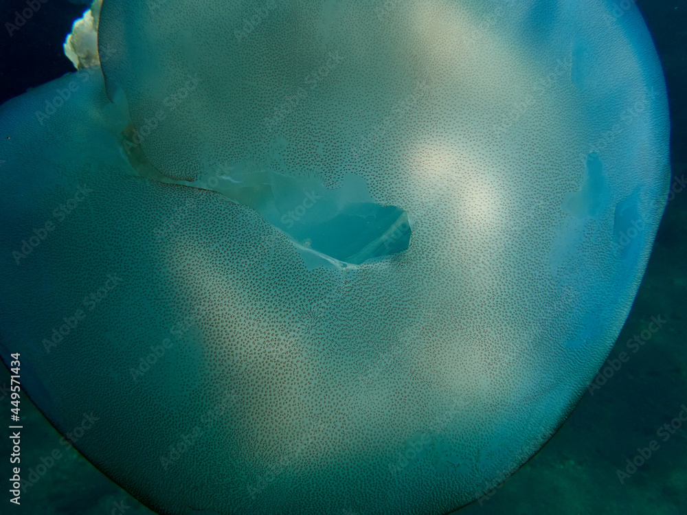 The barrel jellyfish. Rhizostoma luteum