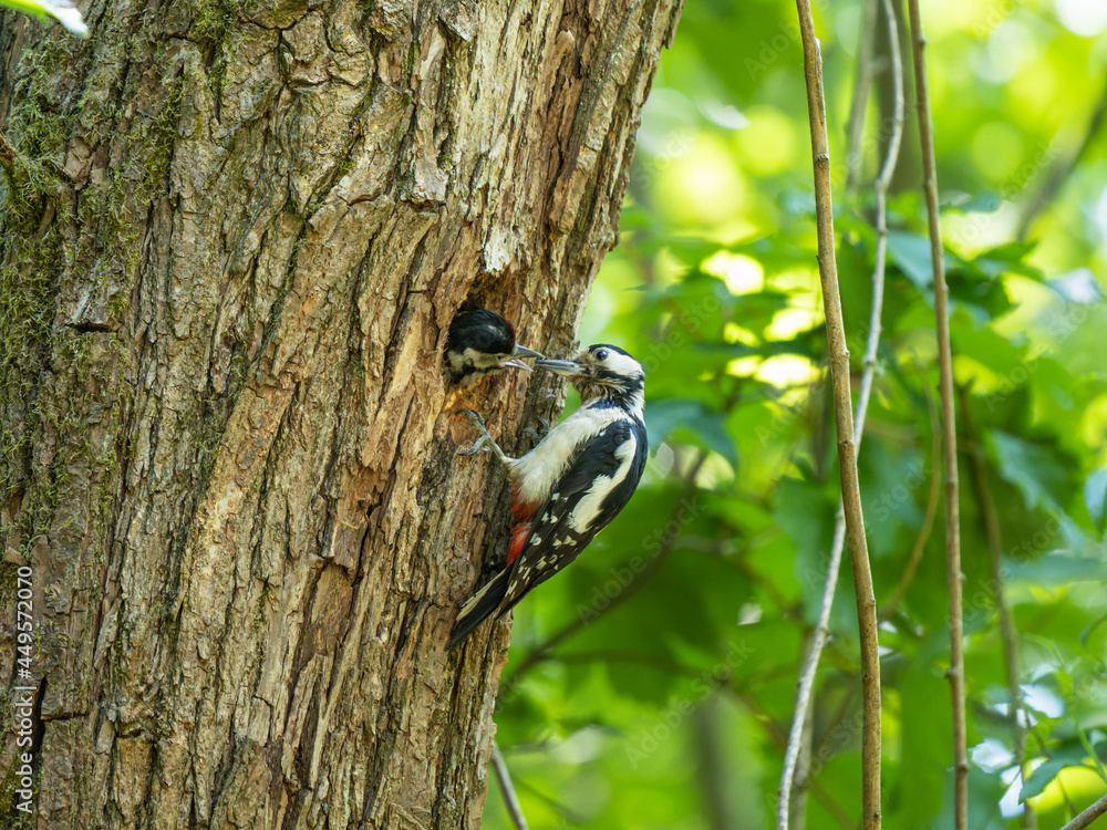 Great Spotted Woodpecker Feeding a Young Woodpecker Great Spotted Woodpecker Feeding a Young Woodpecker