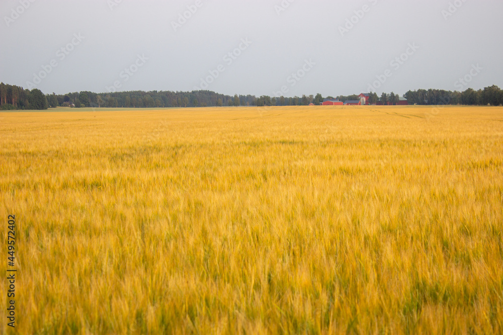 Obraz premium Golden wheat field on hot sunny day. High resolution photo.