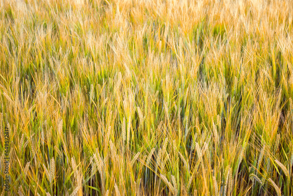 Golden wheat field on hot sunny day. High resolution photo. Golden wheat field on hot sunny day. High resolution photo.