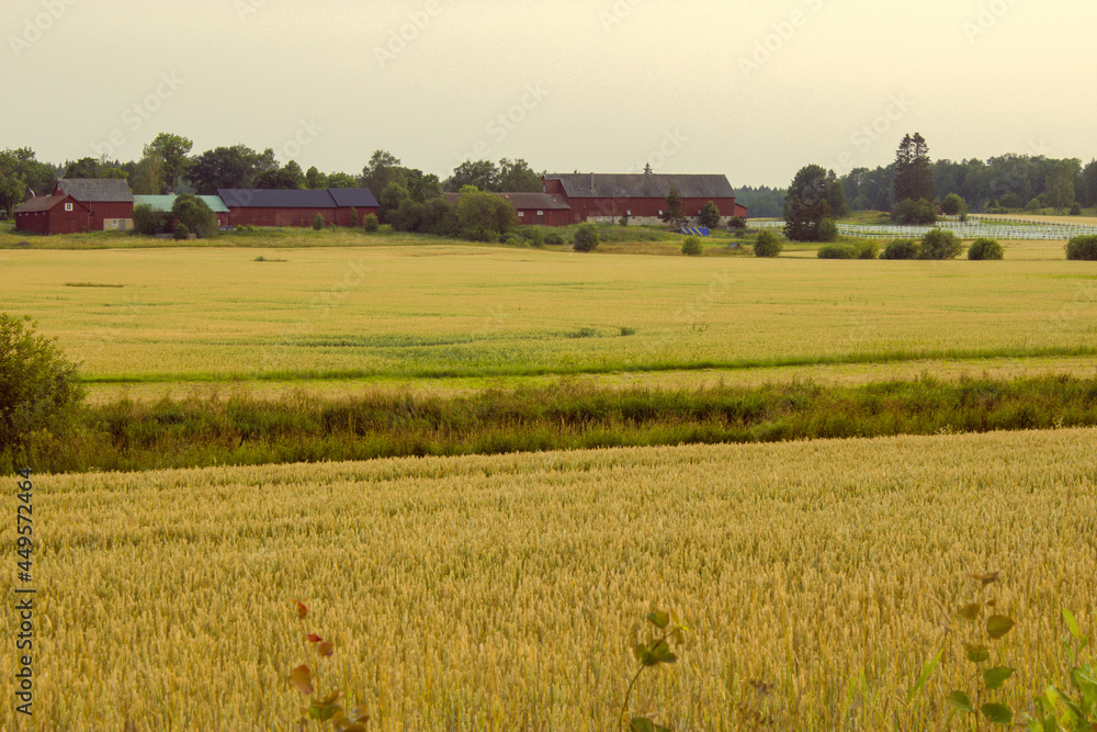 Golden wheat field on hot sunny day. High resolution photo. Golden wheat field on hot sunny day. High resolution photo.