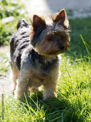 Yorkshire terrier. Energetic and playful puppy with silver-blue dark and blonde coat © Marc