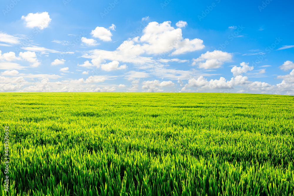Endless grassland and sky natural landscape in springtime in Asia