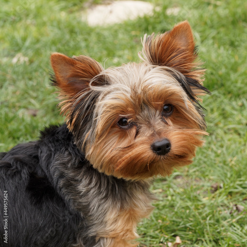 Dog Yorkshire Terrier . Portrait of a female puppy with small erect, pointed ears and beautiful russet look