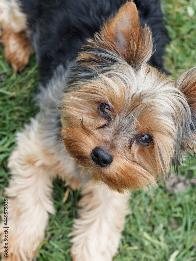 A contented and quiet young Yorkshire Terrier or puppy Yorkie with a beautiful look lying on the grass A contented and quiet young Yorkshire Terrier or puppy Yorkie with a beautiful look lying on the grass