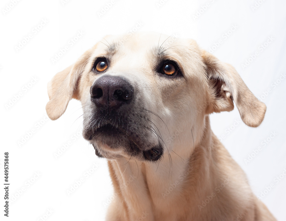 Perro mastín labrador retrato cercano serio Perro mastín labrador retrato cercano serio