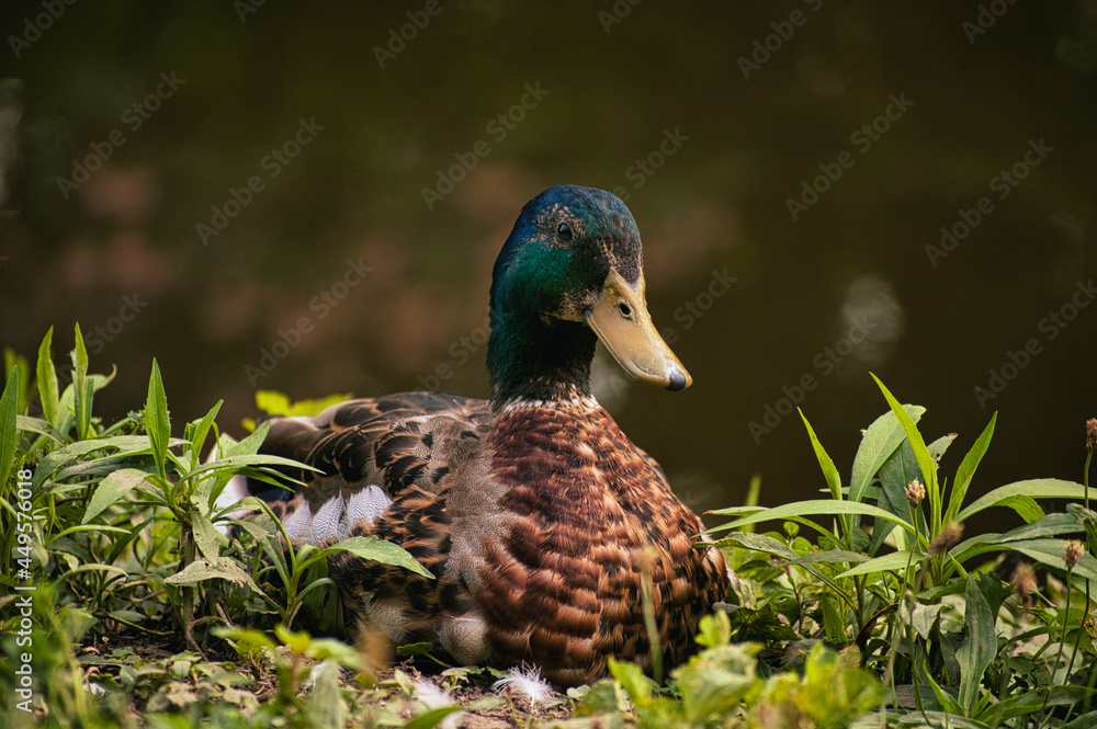 Obraz premium sitting duck