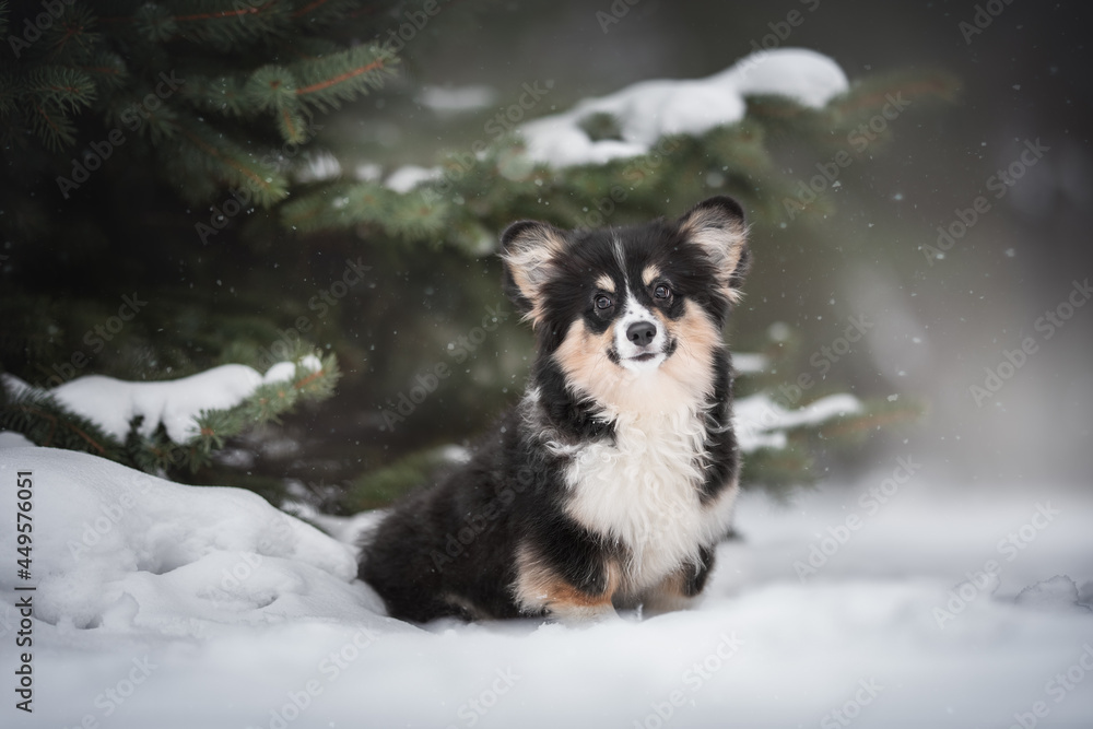 Cute female fluffy welsh corgi pembroke puppy sitting on snowy ground near green spruce trees among falling snowflakes on a foggy winter landscape background