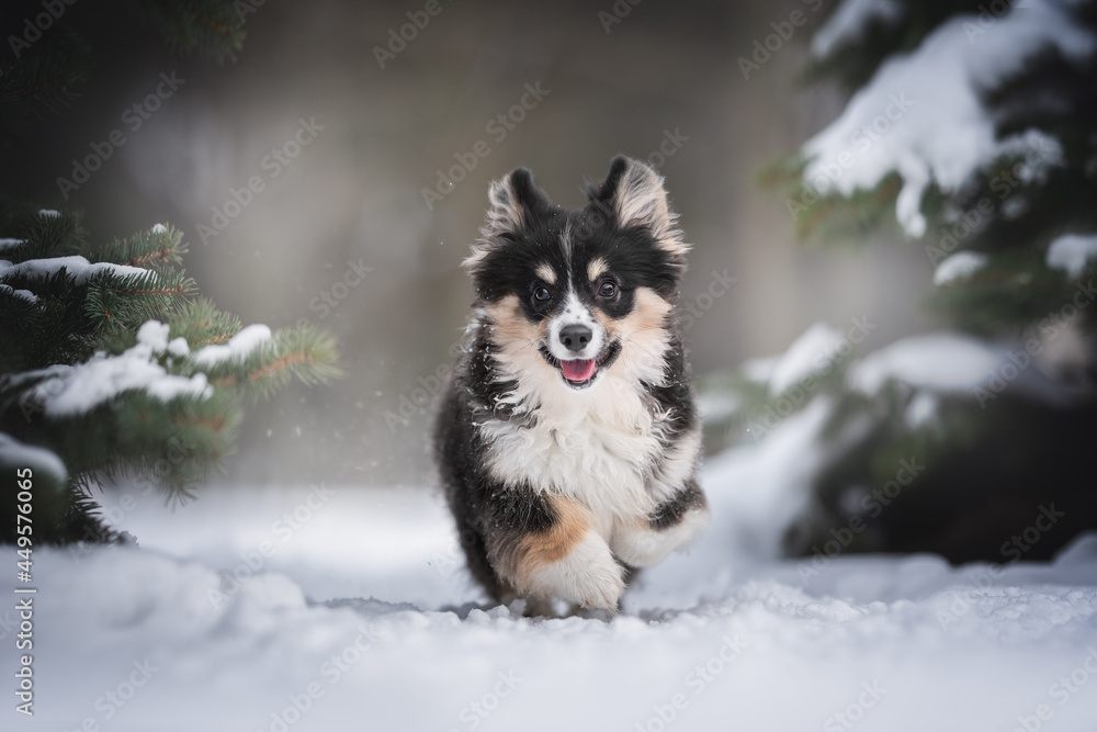 A funny female fluffy welsh corgi pembroke puppy runs along a snow-covered path among spruce trees against the backdrop of a bright winter landscape