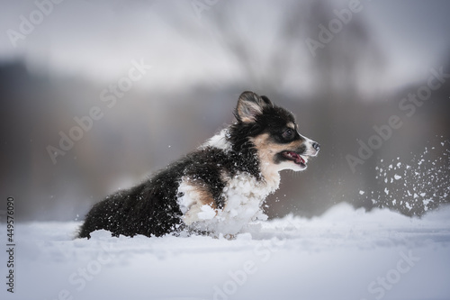 Funny female fluffy pembroke welsh corgi puppy running through deep snowdrifts among falling snowflakes against the backdrop of a bright winter landscape