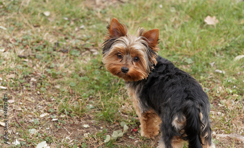 A young Yorkshire Terrier or puppy with small erect, pointed ears and a beautiful look