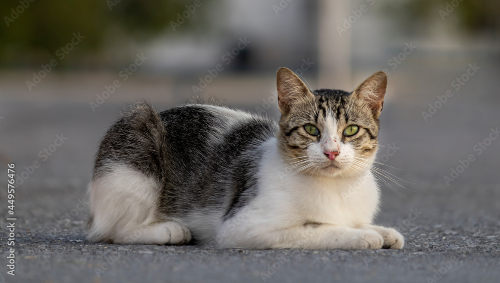 Gato callejero con cicatrices en la nariz. 