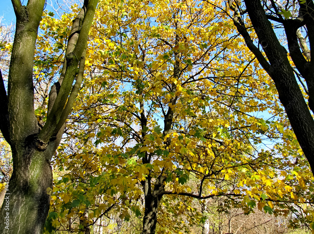 Fototapeta premium Yellow leaves on trees. Autumn
