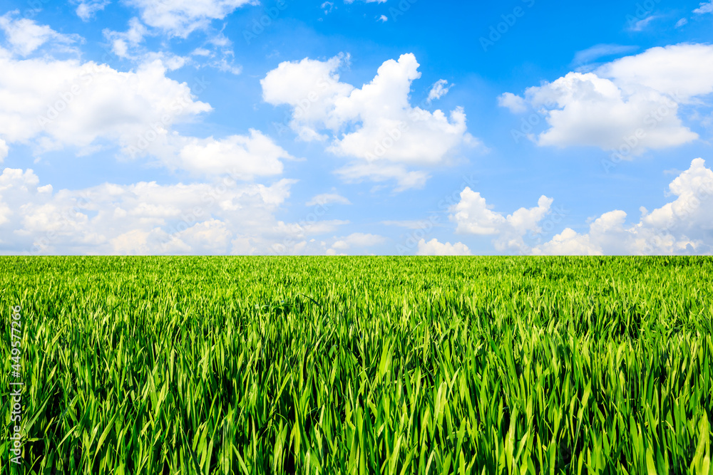 Endless grassland and sky natural landscape in springtime in Asia Endless grassland and sky natural landscape in springtime in Asia