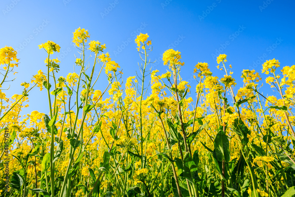 Rape blossoms and natural scenery in spring season in China Rape blossoms and natural scenery in spring season in China