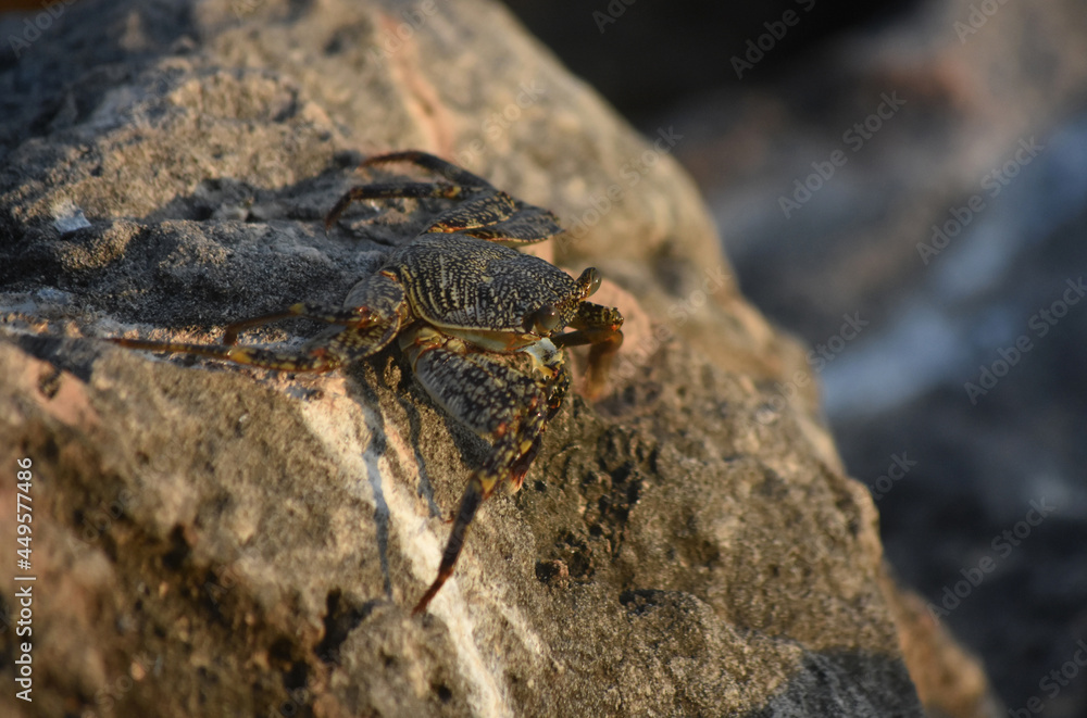 Amazing Close Up Look at a Soft Shelled Crab Amazing Close Up Look at a Soft Shelled Crab