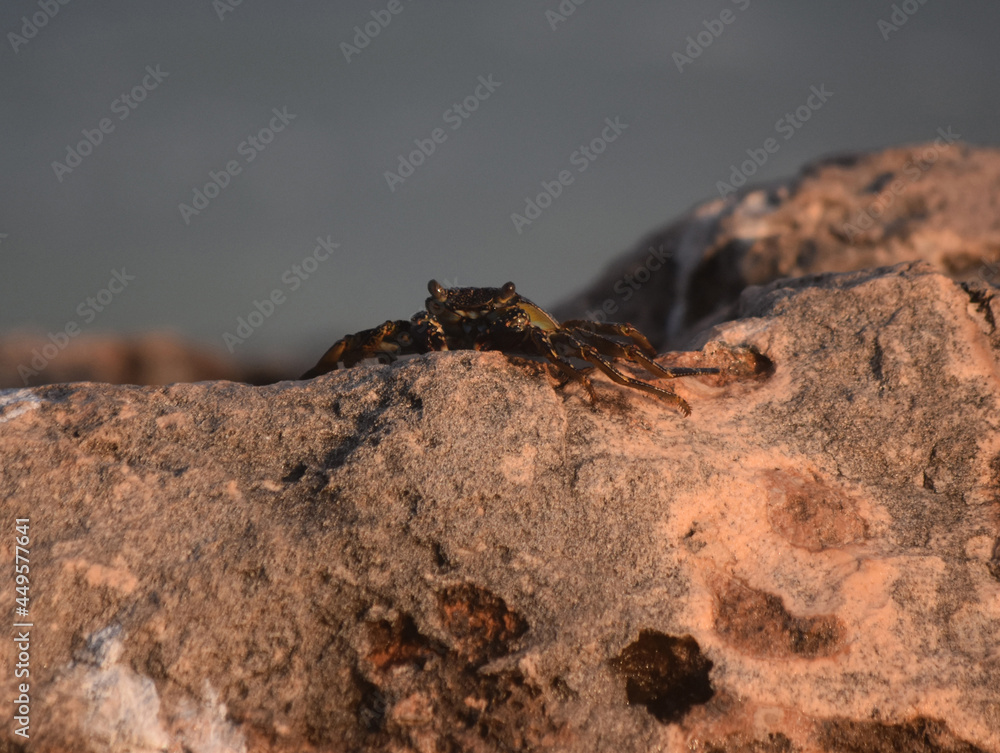 Rock with a Soft-Shelled Crab on the Edge of It Rock with a Soft-Shelled Crab on the Edge of It
