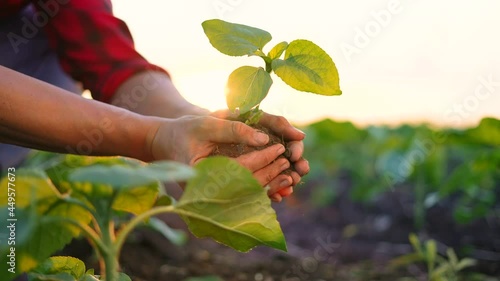 agriculture. farmer a hands are lowered plant cultivation plant. business ecology agriculture gardening concept. farmer hands are planting soil with a plant. eco agriculture life concept at sunset