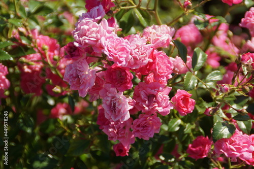 pink flowers in the garden