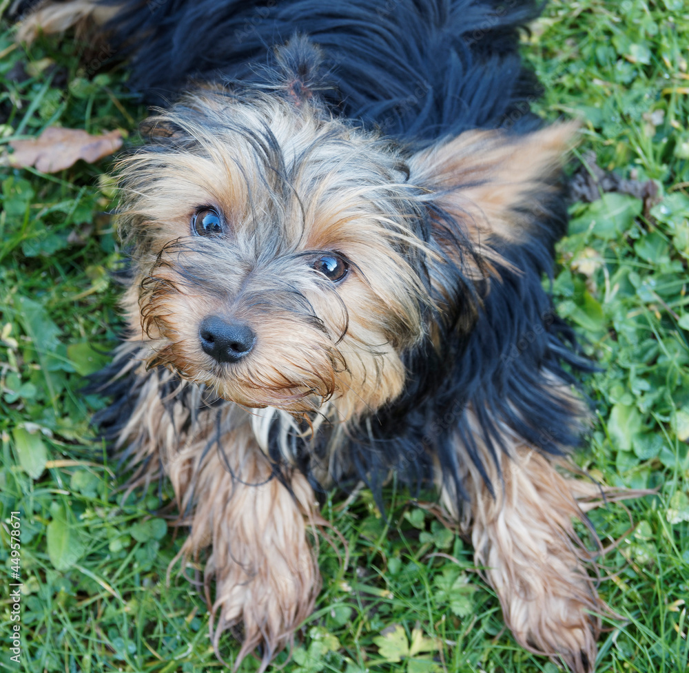 Yorkshire Terrier - Portrait of a puppy yorkie with beautiful high head and look Yorkshire Terrier - Portrait of a puppy yorkie with beautiful high head and look