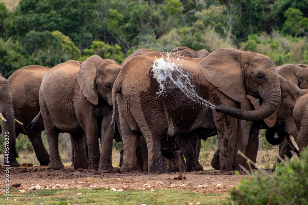Fototapeta premium elephants in the wild