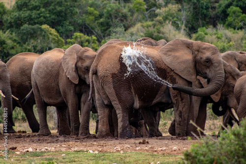 Photography elephants in the wild