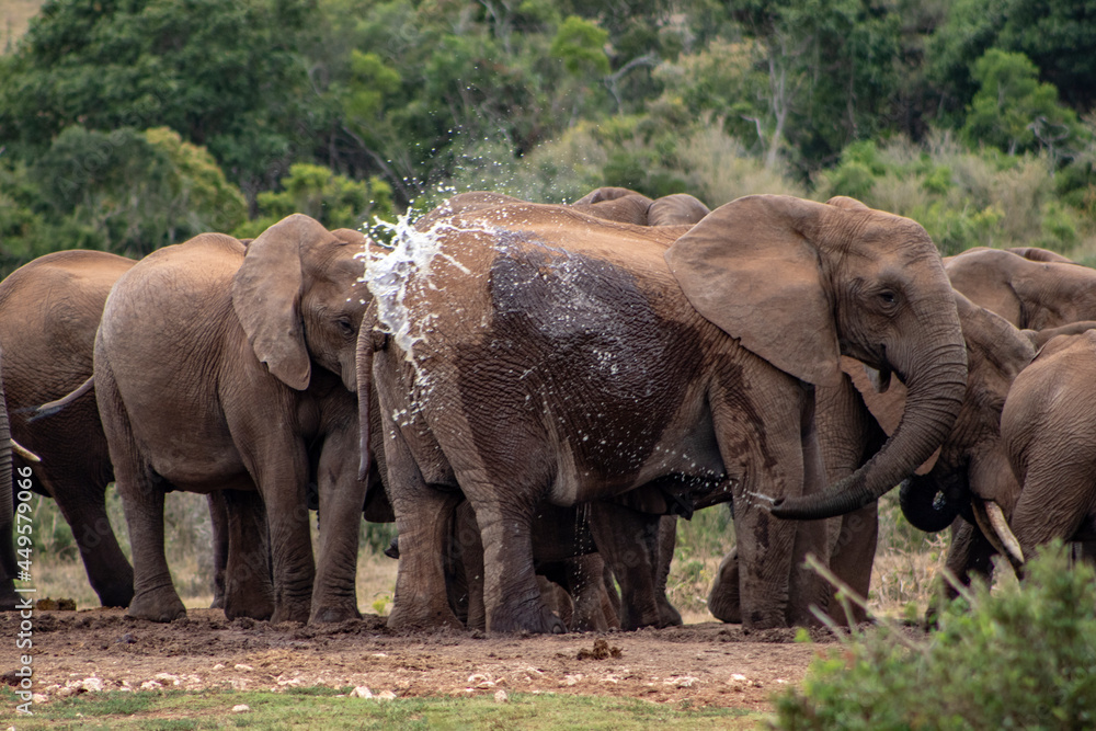 elephants in the wild by waterhole