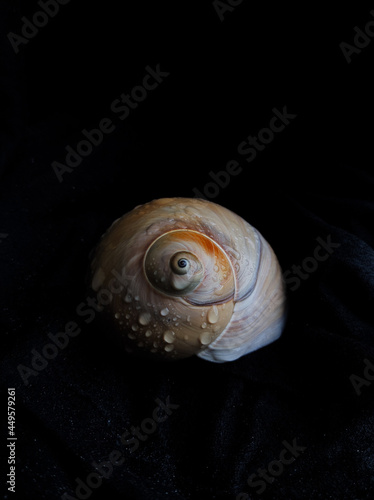 sea shell of snail on a black background