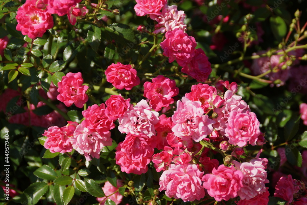 pink and white flowers