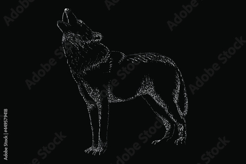 grey wolf scratch vector hand drawing illustration. vector isolated element on the black background