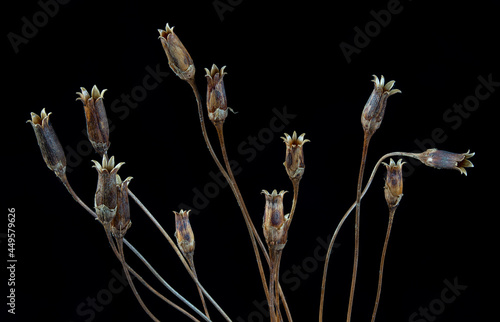 Shooting star (Dodecatheon meadia) seed pods in late summer. photo