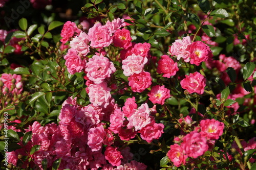 pink flowers in a garden