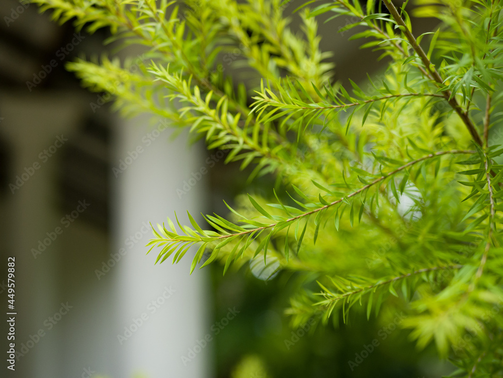 close up of a branch