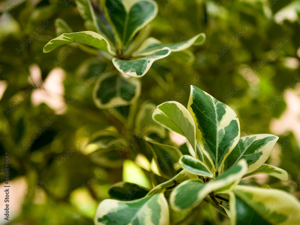 close up of leaves close up of leaves