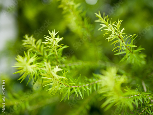 close up of a plant