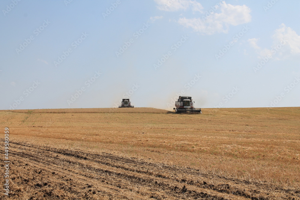 Fototapeta premium Harvesting of grain by combine harvesters