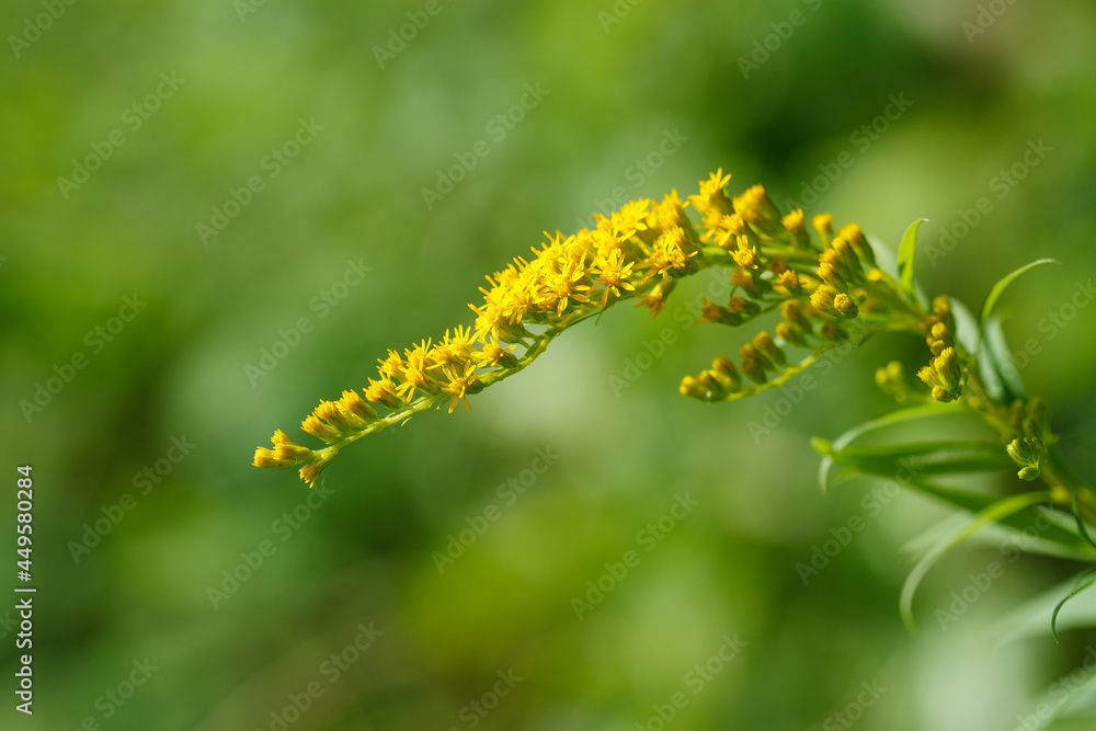 Simple pretty yellow flowers of Canadien goldenrod (Solidago canadensis)  in sunny summer natural meadow