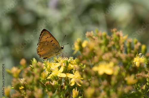 Scarce Copper on St. John's Wort Flowers © cilicia