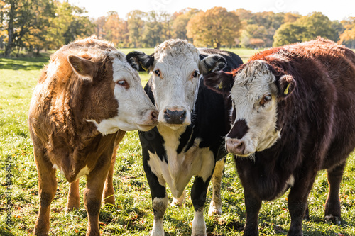 cow life