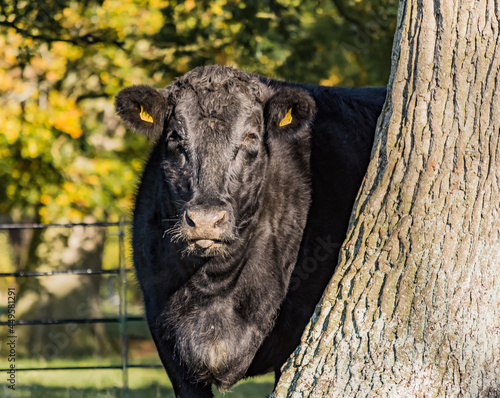 cow life