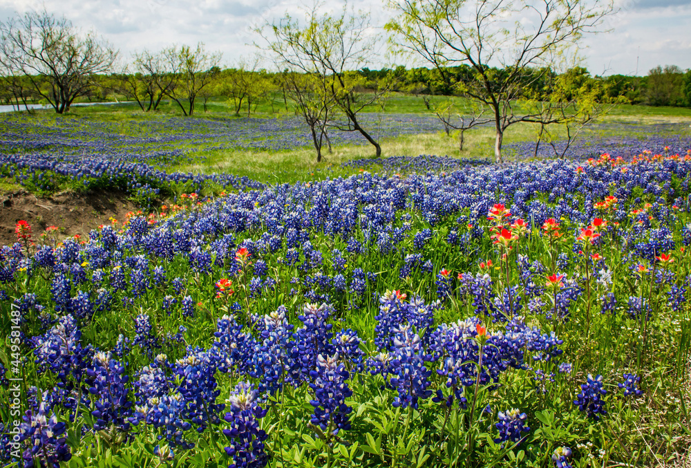Texas Bluebonnet and Indian Paintbrush Texas Bluebonnet and Indian Paintbrush