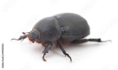 Black beetle isolated.