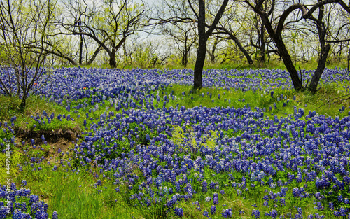 Wallpaper Mural Texas Bluebonnet Torontodigital.ca