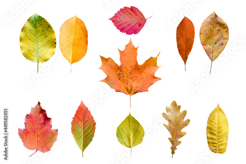 set of autumn leaves isolated on white