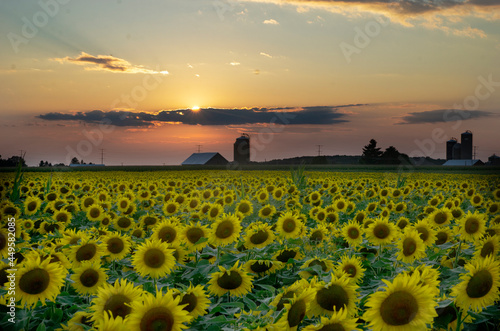 Wisconsin sunflowers
