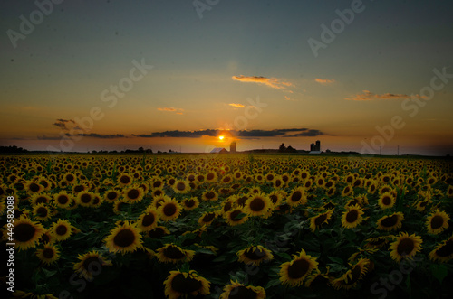 sunflower sunset