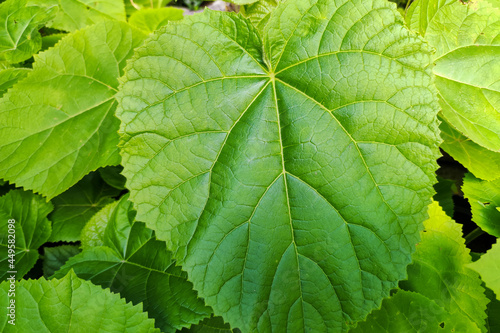 leaves of Paulownia Tomentosa tree in the garden. Closeup leaf of paulownia plant greenery photo