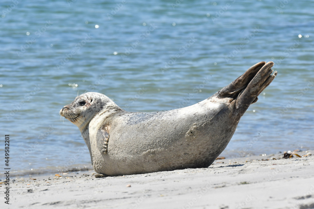 Obraz premium Seehund